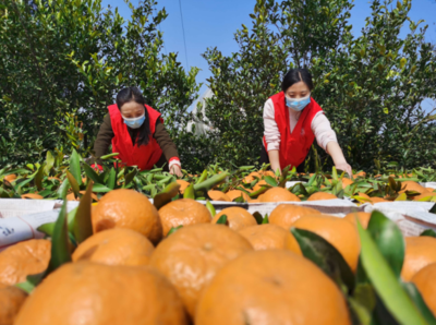 打造销售爆发点 仁寿柑橘2月实现销售总收入13亿元