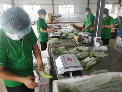 【经济日报客户端】供销系统积极服务乡村振兴