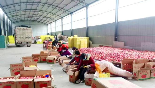 【开局冲刺 | 贯彻清水县工作会议精神】清水县果品中心:全链条推动果品产业高质量发展